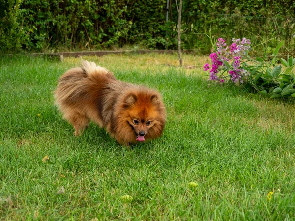 Spitz Hond Speelt Het Groene Gras Roodstekelig — Stockfoto