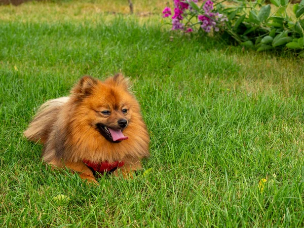 Câinele Spitz Află Iarba Verde Red Spitz — Fotografie, imagine de stoc