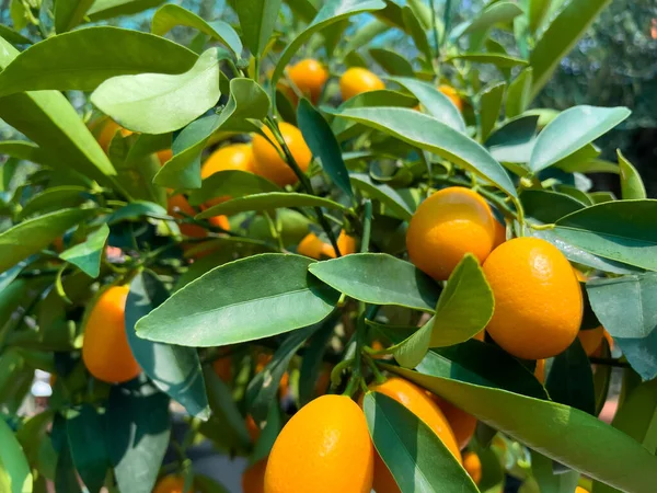 Tangerine Segar Dan Matang Pohon Jeruk Mandarin Pada Cabang — Stok Foto