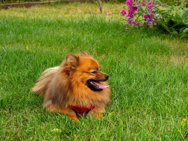 Spitz Dog Lies Green Grass Red Spitz — Stock Photo, Image