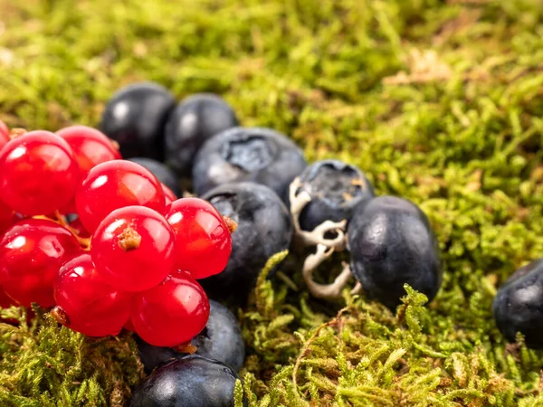 stock image Ripe blueberries and currants on green moss. Blueberries close up.