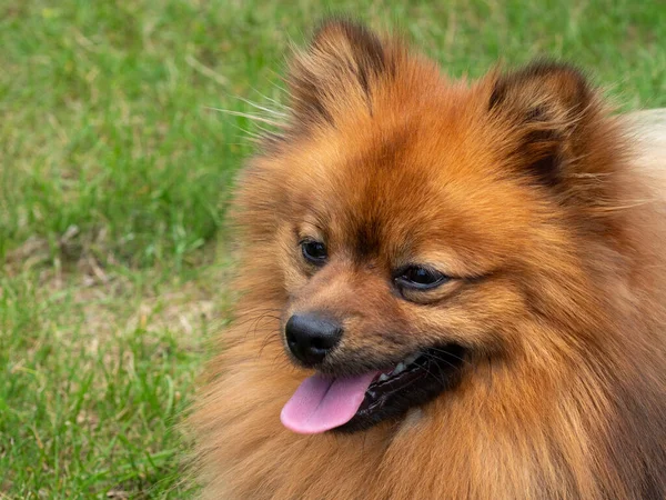 赤い犬の肖像画 緑の草の上のスピッツ — ストック写真