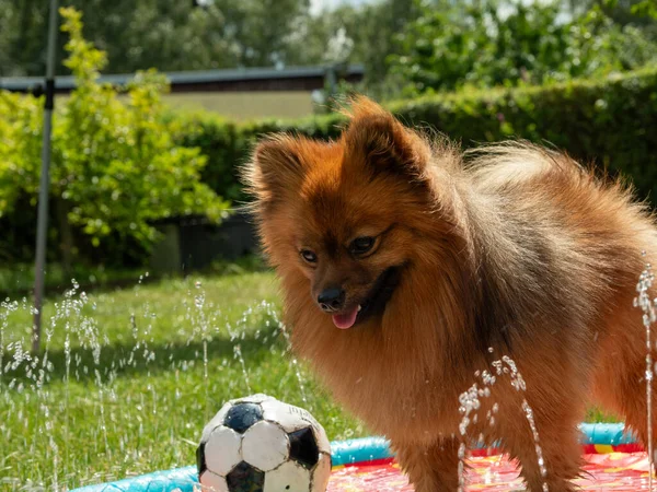 Spitz Dog Dog Fountain Green Lawn Spitz Dog Plays Water — Stock Photo, Image