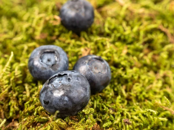 Zralé Borůvky Zeleném Mechu Borůvky Zavřít — Stock fotografie