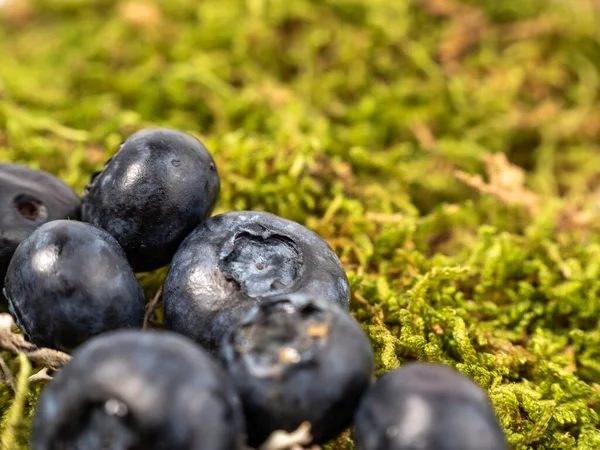 青苔上有成熟的蓝莓 蓝莓特写 — 图库照片