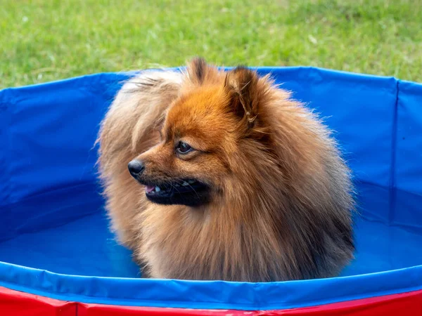 Dog in the dog pool on the green lawn. Spitz dog in the pool.
