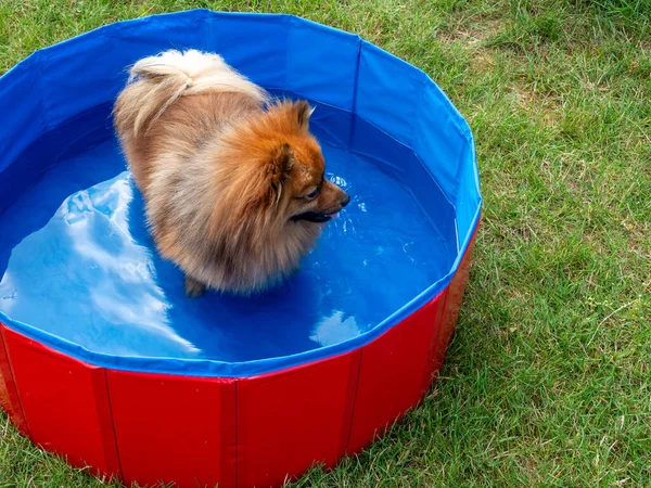 Yeşil çimenlikteki köpek havuzunda. Havuzda bir köpek var..