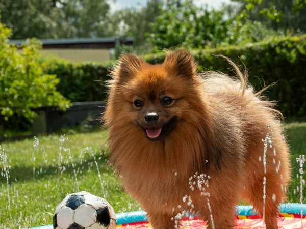 Spitz Dog Dog Fountain Green Lawn Spitz Dog Plays Water — Stock Photo, Image
