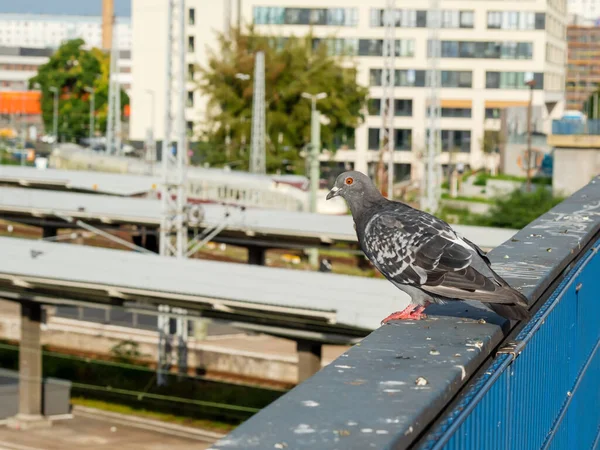 桥栏杆上的鸽子 桥上的城市鸟儿 — 图库照片
