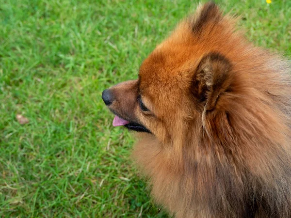 Czerwony Plujący Pies Tle Zielonej Trawy Portret Psa Spitza — Zdjęcie stockowe