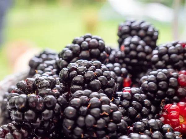 Blackberry Berry Close Harvesting Berries — Stock Photo, Image