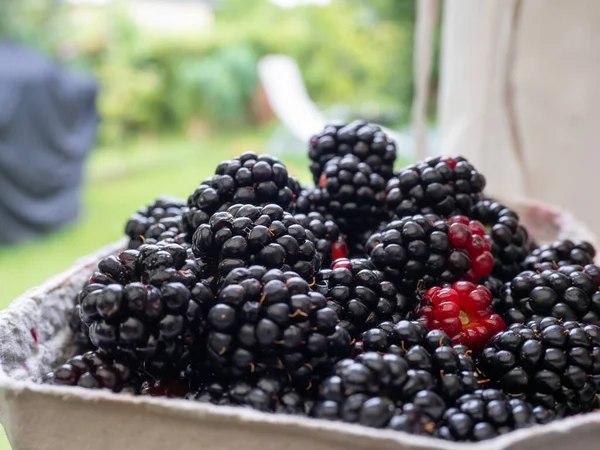 Blackberry Berry Close Bagas Para Colheita — Fotografia de Stock
