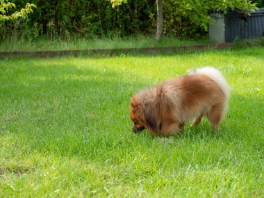 Yeşil çim arka planda Spitz köpek portresi. Kırmızı Spitz yakın plan.