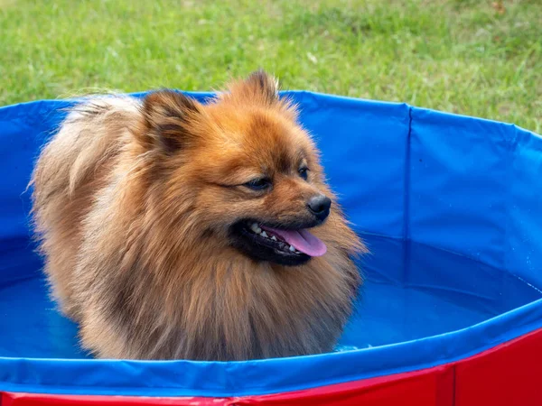 Dog in the dog pool on the green lawn. Spitz dog in the pool.