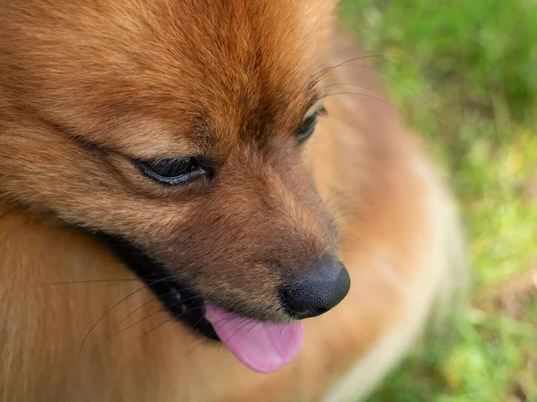 Portret Psa Spitz Zielonym Tle Trawy Zbliżenie Red Spitz — Zdjęcie stockowe