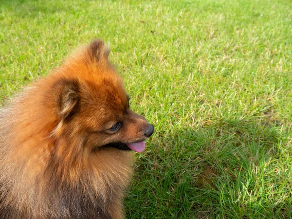 Portret Câine Spitz Fond Iarbă Verde Spitz Roșu Aproape — Fotografie, imagine de stoc