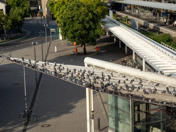 Muitos Pombos Telhado Estação Pássaros Cidade Estação — Fotografia de Stock