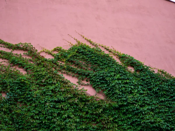 大楼的墙上长满了菠菜 墙壁和植物的质感 — 图库照片