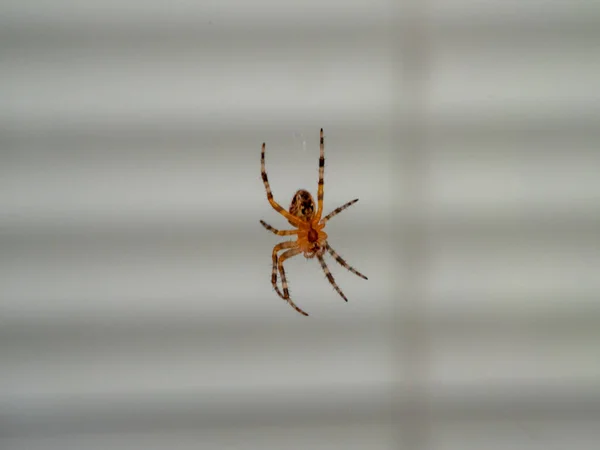 クモはウェブ上に吊るされている スパイダー クローズアップ — ストック写真