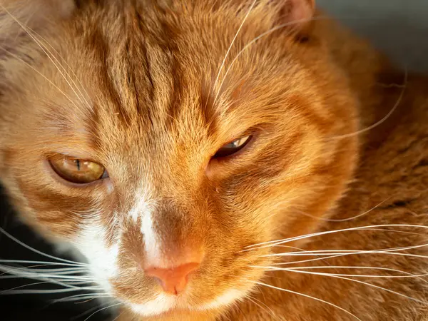 Close up profile portrait of cute ginger cat. A big orange cat sits by the window. Pet enjoying the sun.