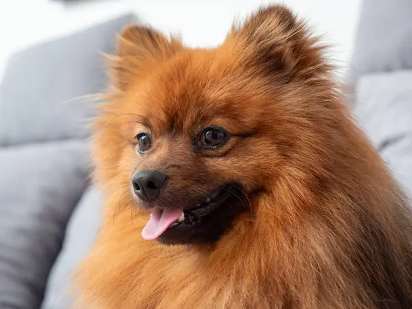 A red Spitz lies on a gray sofa. Red dog on the sofa.