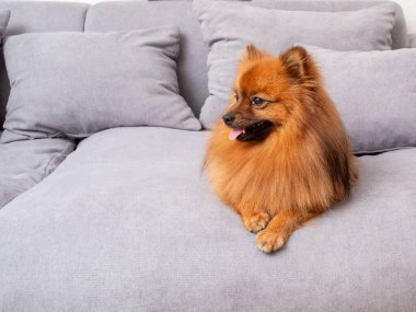 Kırmızı bir Spitz gri bir kanepede yatıyor. Kanepedeki kırmızı köpek..