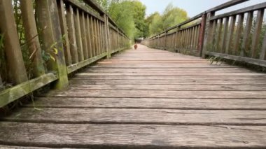 Bir Spitz köpeği ahşap bir köprü boyunca koşar. Kırmızı Spitz yürüyüşe çıktı..
