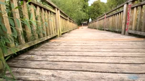 Ένας Σκύλος Σπιτζ Τρέχει Πάνω Μια Ξύλινη Γέφυρα Red Spitz — Αρχείο Βίντεο