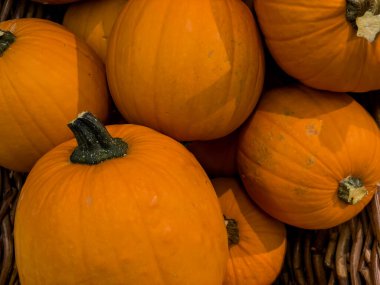 Hasır sepetteki balkabakları. Balkabağım, yaklaş..