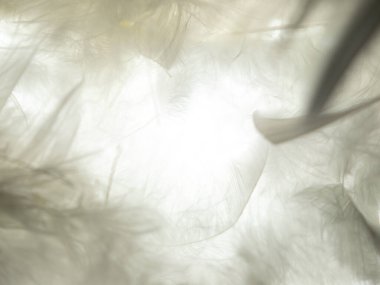 Tüy ışıkta şeffaftır. Tüylerin arka planı ve aşağısı ışıkta şeffaftır..