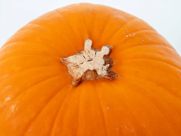 Pumpkin on a white background. Large pumpkin close-up.