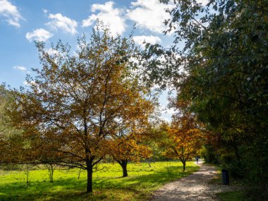 Sonbahar manzarası. Sonbahar ağaçları mavi gökyüzü ve beyaz bulutların arka planına karşı. Autumn Park.