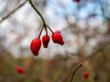 Bir demet gül kalçası. Kırmızı gül kalça böğürtlen. Gül kalça çalı yakın plan.