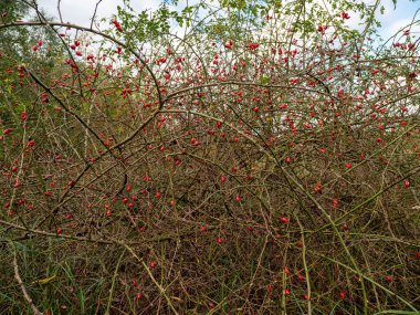 Bir demet gül kalçası. Kırmızı gül kalça böğürtlen. Gül kalça çalı yakın plan.