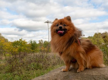 Kızıl Spitz, sonbahar manzarasının arka planına karşı. Büyük bir taşın üzerinde oturan bir köpeğin portresi.