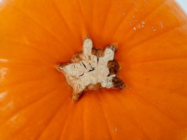 Sarı balkabağı arka planı. Kabak kabuğu dokusu.