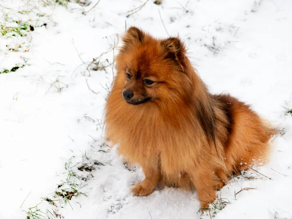 Beyaz karda yürürken Spitz. Kırmızı bir köpeğin portresi.