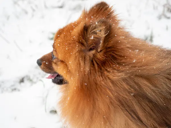 Beyaz karda yürürken Spitz. Kırmızı bir köpeğin portresi.