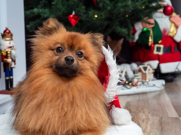 Noel köpeğinin Noel ağacının arka planında Noel Baba şapkası var. Noel ağacının arka planında şapkalı bir köpek.