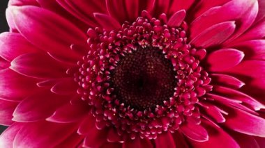 Dönen kırmızı gerbera çiçeği. Gerbera Leandria yakın plan.