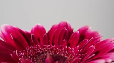 Dönen kırmızı gerbera çiçeği. Gerbera Leandria yakın plan.