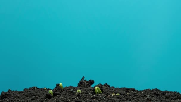 南瓜芽发芽了 南瓜芽在蓝色背景上的特写 — 图库视频影像