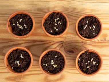 Tohum ekmek için seramik kaplar. Tohum saksılarına yakın çekim.