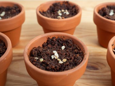 Tohum ekmek için seramik kaplar. Tohum saksılarına yakın çekim.