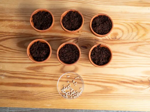 Tohum ekmek için seramik kaplar. Tohum saksılarına yakın çekim.