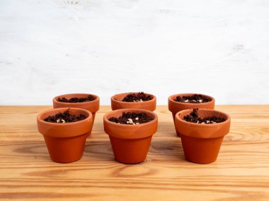 Tohum ekmek için seramik kaplar. Tohum saksılarına yakın çekim.