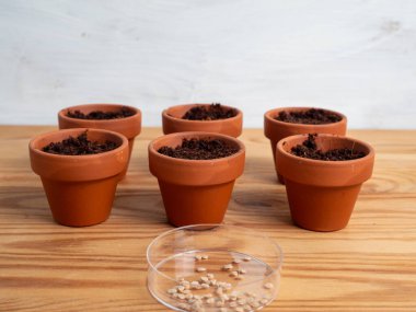 Tohum ekmek için seramik kaplar. Tohum saksılarına yakın çekim.