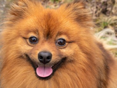 Red Spitz köpeği yürüyüşe çıktı. Kırmızı bir spitz 'in portresi.