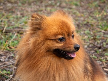 Red Spitz köpeği yürüyüşe çıktı. Kırmızı bir spitz 'in portresi.