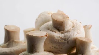 Porcini mantarları beyaz arka planda döner. Porcini mantarları yakın plan..